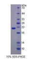 Lcn11 Protein - Recombinant Lipocalin 11 (LCN11) by SDS-PAGE