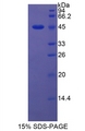Lcn5 / Lipocalin 5 Protein - Recombinant Lipocalin 5 By SDS-PAGE