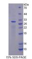 MB / Myoglobin Protein - Native Myoglobin By SDS-PAGE