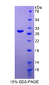 MYO1F Protein - Recombinant  Myosin IF By SDS-PAGE