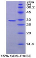PRCP Protein - Recombinant Prolylcarboxypeptidase By SDS-PAGE