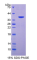T-Kininogen 1 Protein - Recombinant T-Kininogen 1 By SDS-PAGE