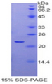 VEGFA / VEGF Protein - Recombinant Vascular Endothelial Growth Factor A By SDS-PAGE