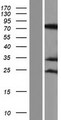 RAVER1 Protein - Western validation with an anti-DDK antibody * L: Control HEK293 lysate R: Over-expression lysate