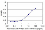 RAX / RX Antibody - Detection limit for recombinant GST tagged RAX is approximately 0.1 ng/ml as a capture antibody.