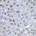 RBBP5 Antibody - Immunohistochemistry of paraffin-embedded mouse liver tissue.