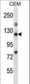RBBP8 / CTIP Antibody - RBBP8 Antibody western blot of CEM cell line lysates (35 ug/lane). The RBBP8 antibody detected the RBBP8 protein (arrow).