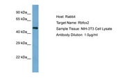 RBFOX2 / RBM9 Antibody -  This image was taken for the unconjugated form of this product. Other forms have not been tested.