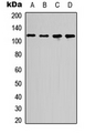 RBL1 / p107 Antibody - Western blot analysis of p107 expression in HEK293T (A); COLO205 (B); Raw264.7 (C); PC12 (D) whole cell lysates.