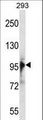 RBM10 Antibody - RBM10 Antibody western blot of 293 cell line lysates (35 ug/lane). The RBM10 antibody detected the RBM10 protein (arrow).