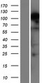 RBM12B Protein - Western validation with an anti-DDK antibody * L: Control HEK293 lysate R: Over-expression lysate