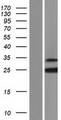 RBM18 Protein - Western validation with an anti-DDK antibody * L: Control HEK293 lysate R: Over-expression lysate
