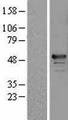 RBM34 Protein - Western validation with an anti-DDK antibody * L: Control HEK293 lysate R: Over-expression lysate
