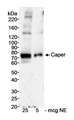 RBM39 Antibody - Detection of Human Caper by Western Blot. Samples: Nuclear extract (NE) from HeLa cells. Antibody: Affinity purified rabbit anti-Caper antibody used at 0.3 ug/ml. Detection: Chemiluminescence with an exposure time of 5 minutes.