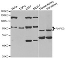 RBM40 / RNPC3 Antibody - Western blot analysis of extracts of various cell lines.