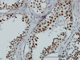 RBMXL2 Antibody - Immunoperoxidase of monoclonal antibody to HNRNPG-T on formalin-fixed paraffin-embedded human testis. [antibody concentration 3 ug/ml]
