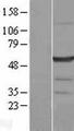 RBMY1F Protein - Western validation with an anti-DDK antibody * L: Control HEK293 lysate R: Over-expression lysate