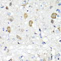 RBP2 / CRBPII Antibody - Immunohistochemistry of paraffin-embedded rat brain tissue.