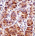 RBPJ Antibody - RBPJ Antibody immunohistochemistry of formalin-fixed and paraffin-embedded human stomach tissue followed by peroxidase-conjugated secondary antibody and DAB staining.