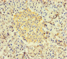 RBPJ Antibody - Immunohistochemistry of paraffin-embedded human pancreatic tissue at dilution of 1:100