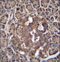 RBPJL Antibody - RBPJL Antibody immunohistochemistry of formalin-fixed and paraffin-embedded human pancreas tissue followed by peroxidase-conjugated secondary antibody and DAB staining.