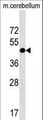 RCD1 / RQCD1 Antibody - RQCD1 Antibody western blot of mouse cerebellum tissue lysates (35 ug/lane). The RQCD1 antibody detected the RQCD1 protein (arrow).