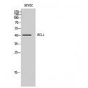 RCL1 Antibody - Western blot of RCL1 antibody