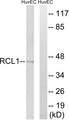 RCL1 Antibody - Western blot analysis of lysates from HUVEC cells, using RCL1 Antibody. The lane on the right is blocked with the synthesized peptide.