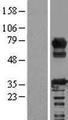 RCSD1 Protein - Western validation with an anti-DDK antibody * L: Control HEK293 lysate R: Over-expression lysate