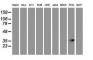 RDH14 Antibody - Western blot of extracts (35 ug) from 9 different cell lines by using anti-RDH14 monoclonal antibody.