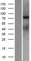RED2 / ADARB2 Protein - Western validation with an anti-DDK antibody * L: Control HEK293 lysate R: Over-expression lysate