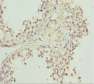 REEP1 Antibody - Immunohistochemistry of paraffin-embedded human testis tissue at dilution 1:100