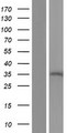 REEP4 Protein - Western validation with an anti-DDK antibody * L: Control HEK293 lysate R: Over-expression lysate