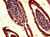 REG1A Antibody - Immunohistochemistry of paraffin-embedded human small intestine tissue using REG1A Antibody at dilution of 1:100
