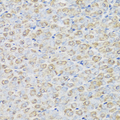 REG3A Antibody - Immunohistochemistry of paraffin-embedded mouse stomach tissue.