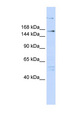 RERE Antibody - RERE antibody Western blot of 293T cell lysate. This image was taken for the unconjugated form of this product. Other forms have not been tested.