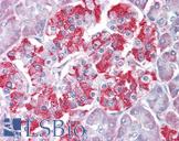 RET Antibody - Human Pancreas: Formalin-Fixed, Paraffin-Embedded (FFPE)