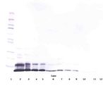 Retnla / RELM Alpha Antibody - Western Blot (reducing) of Fizz1 / RELM Alpha antibody