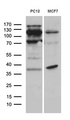 REV1 Antibody - Western blot analysis of extracts. (35ug) from 2 different cell lines by using anti-REV1 monoclonal antibody. (1:500)