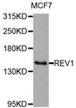 REV1 Antibody - Western blot analysis of extracts of MCF7 cells.