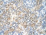 RFC5 Antibody - RFC5 antibody RFC5(replication factor C (activator 1) 5, 36.5kDa) Antibody was used in IHC to stain formalin-fixed, paraffin-embedded human kidney.  This image was taken for the unconjugated form of this product. Other forms have not been tested.