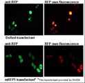 RFP / Red Fluorescent Protein Antibody