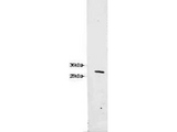 RFP / Red Fluorescent Protein Antibody - Western blot of Anti-RFP Antibody. 0.1 ug of RFP was loaded on a 4-20% gel and transferred to nitrocellulose membrane. Anti-RFP Antibody was added at 1.0 g/mL at RT for 2 hours. IRDye800 anti-Chicken (p/n 603-132-126) was added at 1:20000 at RT for 45 minutes.