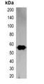 RFP Tag Antibody - Western blot analysis of over-expressed RFP-tagged protein in 293T cell lysate.