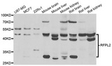 RFPL2 Antibody - Western blot analysis of extracts of various cell lines.