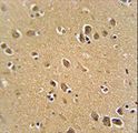RFT1 Antibody - RFT1 antibody immunohistochemistry of formalin-fixed and paraffin-embedded human brain tissue followed by peroxidase-conjugated secondary antibody and DAB staining.