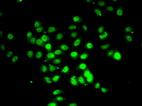 RFX5 Antibody - Immunofluorescence analysis of U20S cells.