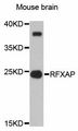 RFXAP Antibody - Western blot analysis of extracts of mouse brain, using RFXAP antibody at 1:3000 dilution. The secondary antibody used was an HRP Goat Anti-Rabbit IgG (H+L) at 1:10000 dilution. Lysates were loaded 25ug per lane and 3% nonfat dry milk in TBST was used for blocking. An ECL Kit was used for detection and the exposure time was 40s.