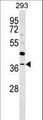 RG9MTD3 Antibody - RG9MTD3 Antibody western blot of 293 cell line lysates (35 ug/lane). The RG9MTD3 antibody detected the RG9MTD3 protein (arrow).