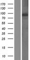 RGL1 / RGL Protein - Western validation with an anti-DDK antibody * L: Control HEK293 lysate R: Over-expression lysate